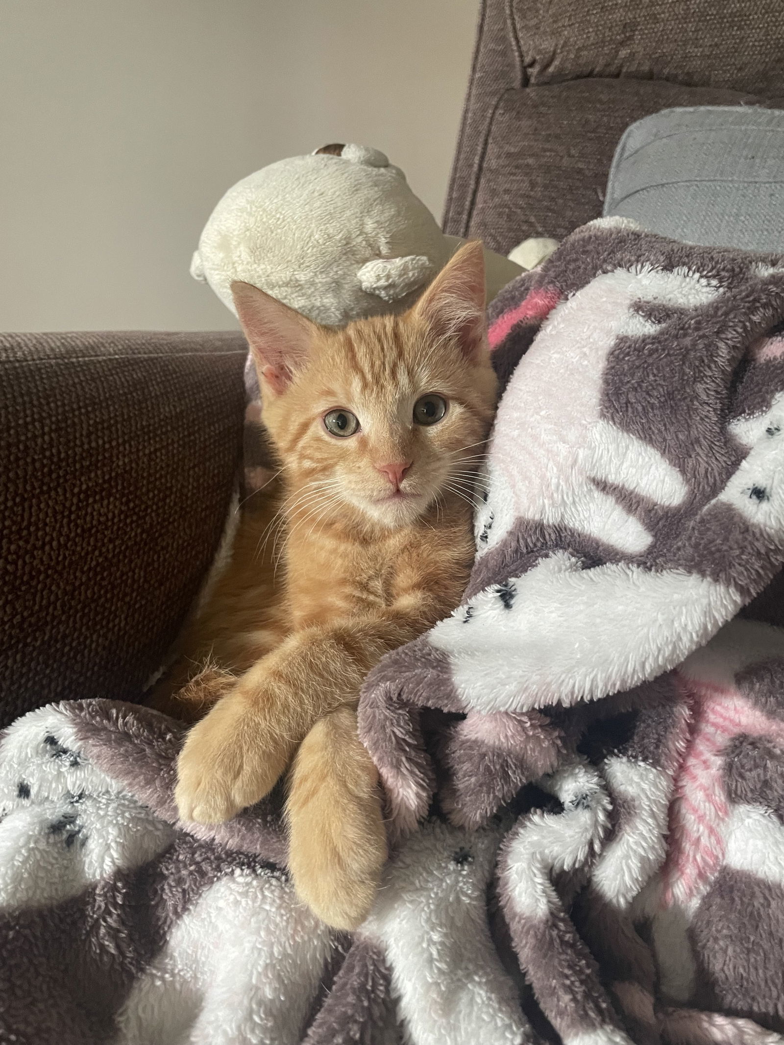 Dorito, Willow Grove Area (FCID 11/11/2025-138) KC