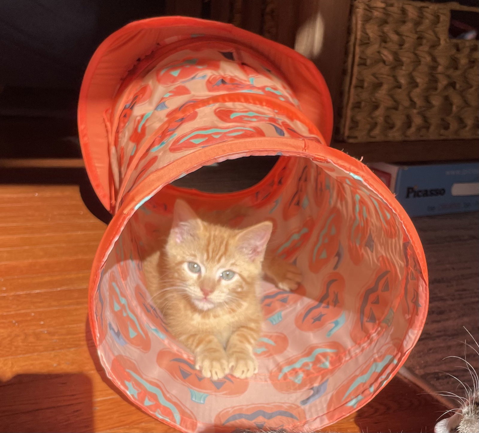 Dorito, Willow Grove Area (FCID 11/11/2025-138) KC