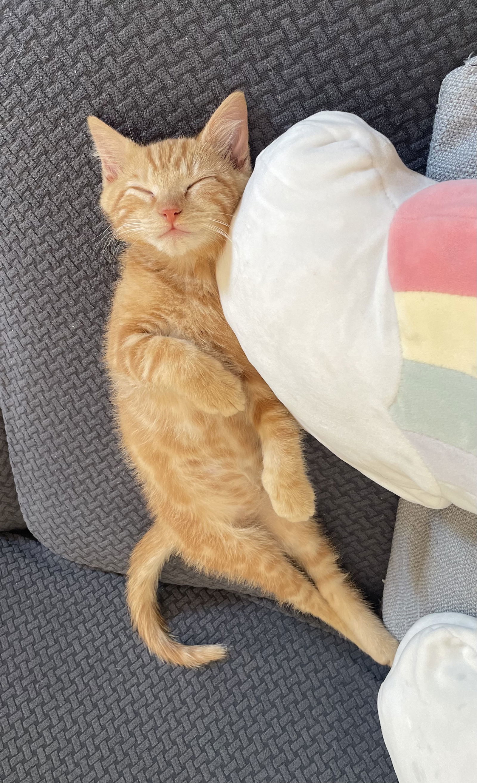 Dorito, Willow Grove Area (FCID 11/11/2025-138) KC