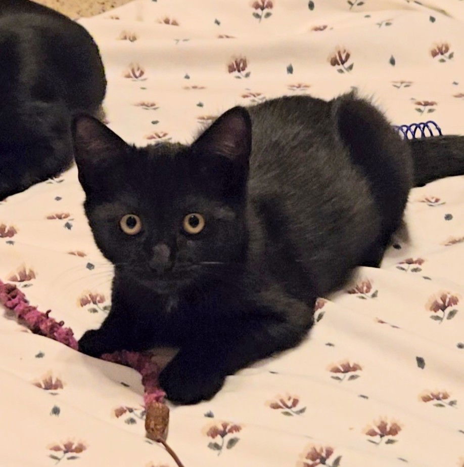 Dolly, Willow Grove Area, (FCID 10/28/2025-130)