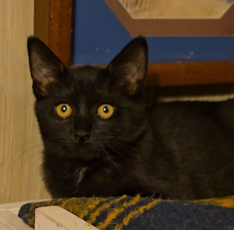 Dolly, Willow Grove Area, (FCID 10/28/2025-130)