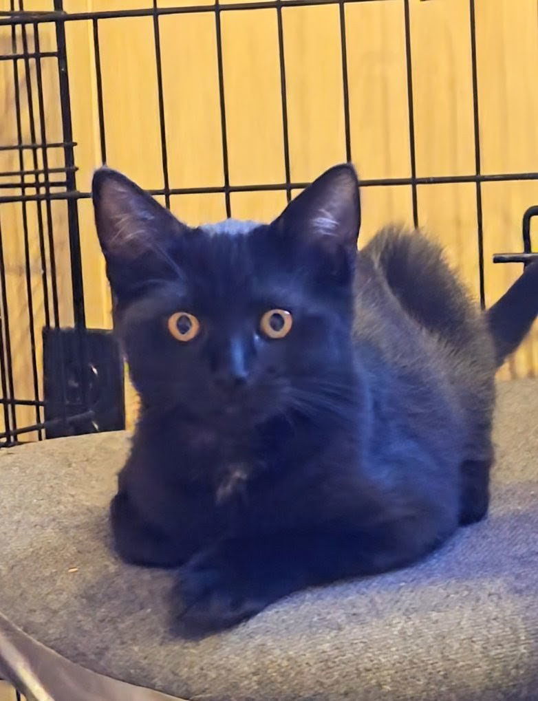 Dolly, Willow Grove Area, (FCID 10/28/2025-130)