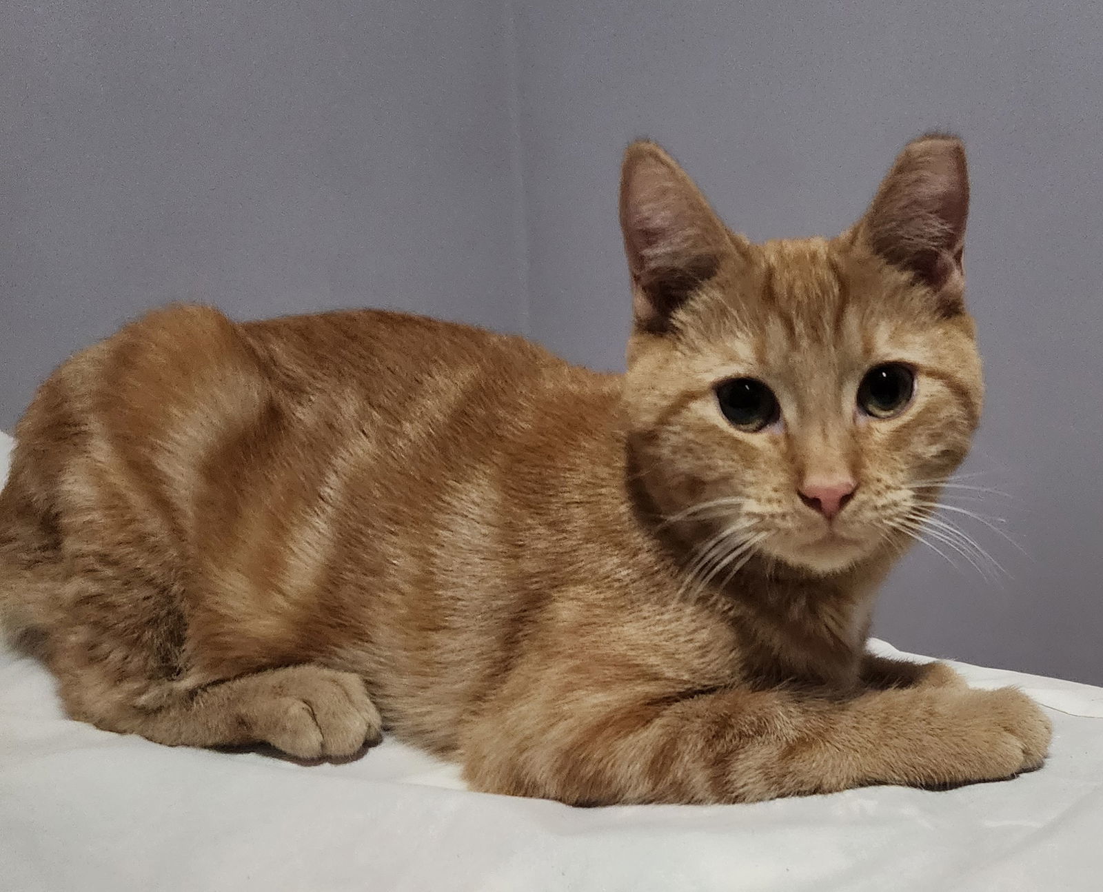 Cedar, Willow Grove Area, (FCID 09/05/2025-402)