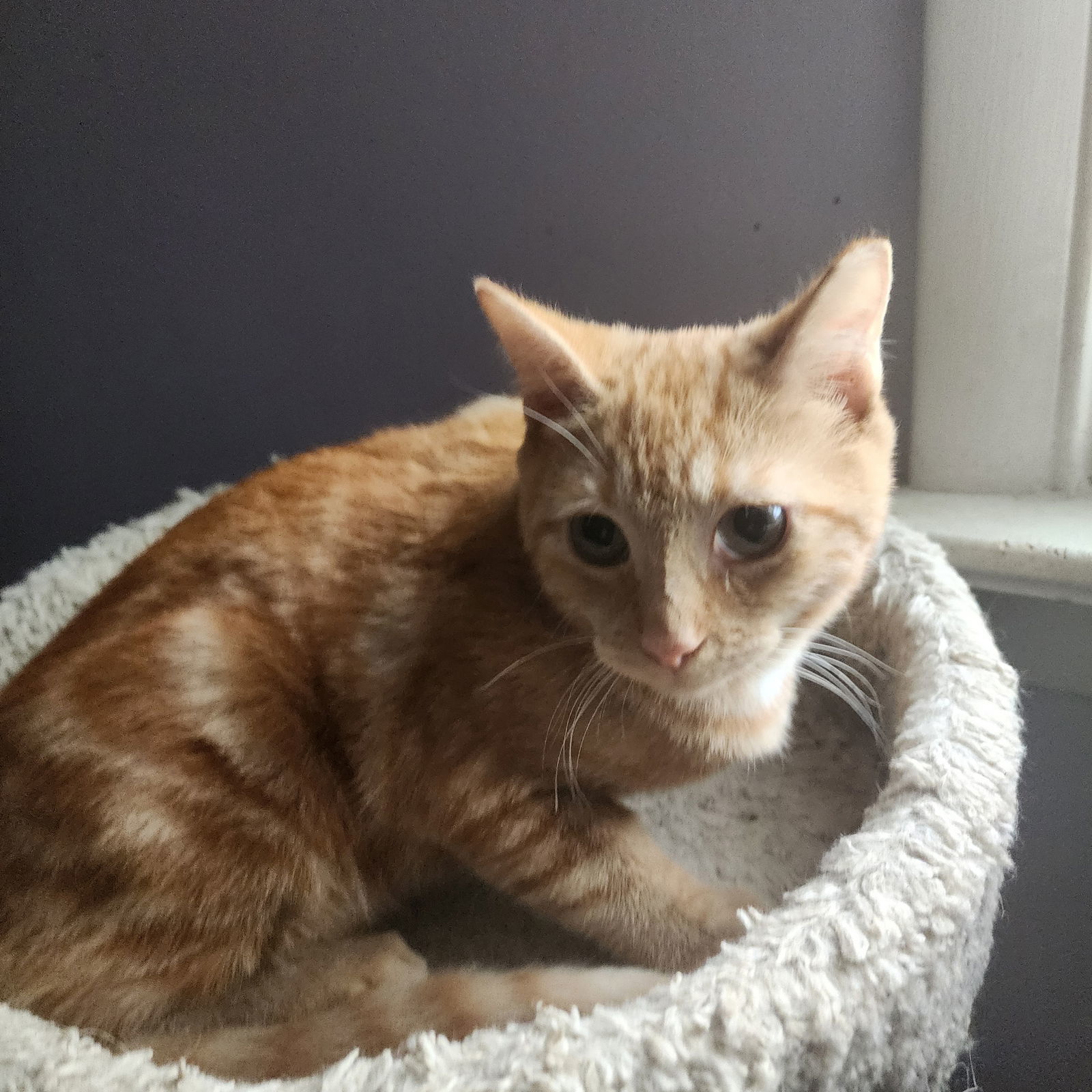 Cedar, Willow Grove Area, (FCID 09/05/2025-402)