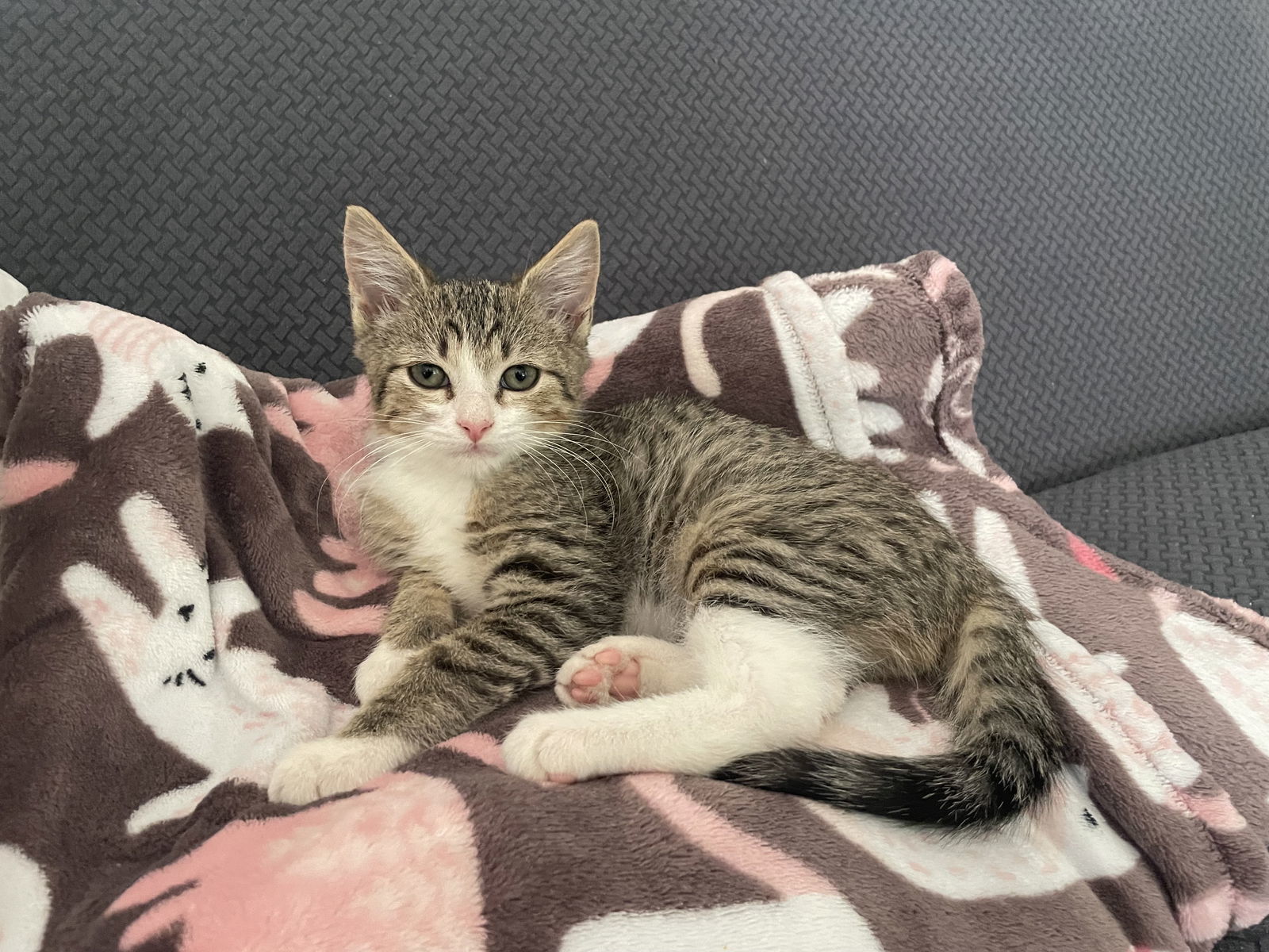 Gizmo, Willow Grove Area, (FCID 11/11/2025-39) KC