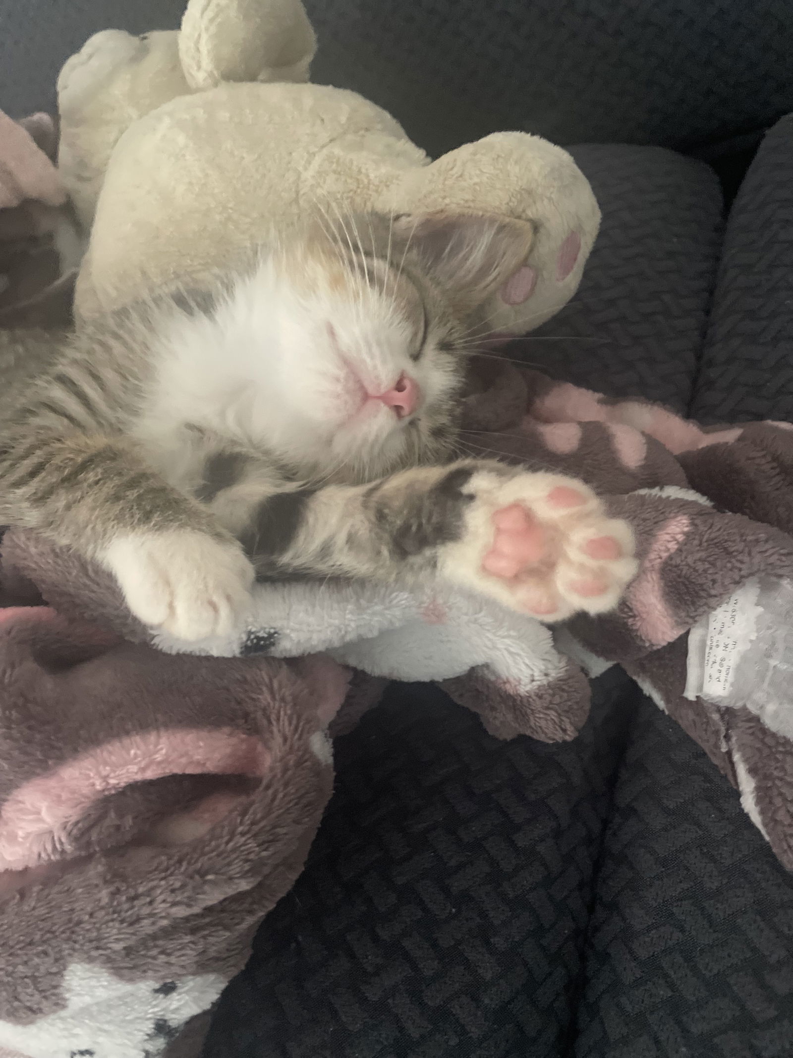 Gizmo, Willow Grove Area, (FCID 11/11/2025-39) KC