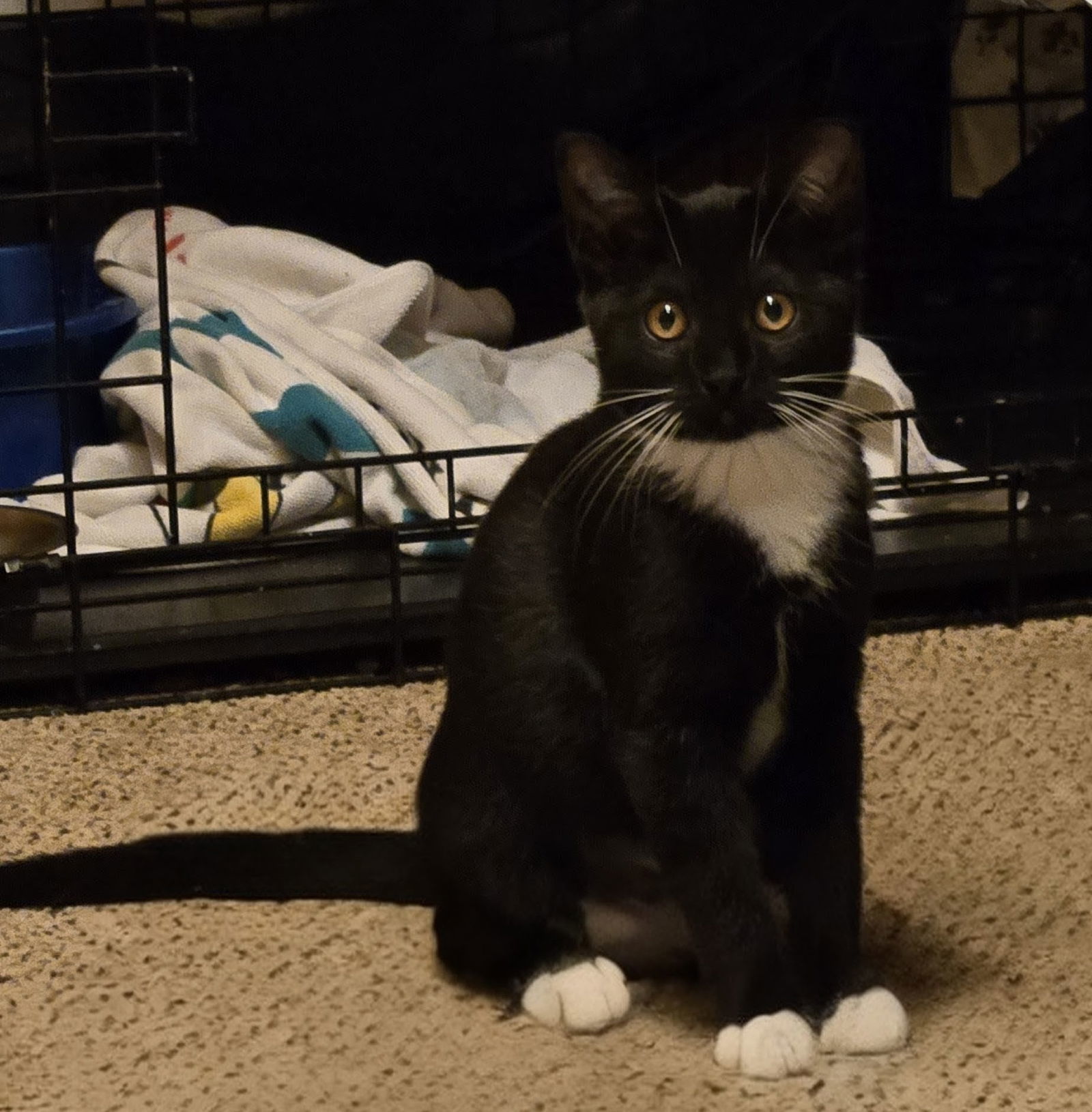 Dally, Willow Grove Area, (FCID 10/28/2025-131)