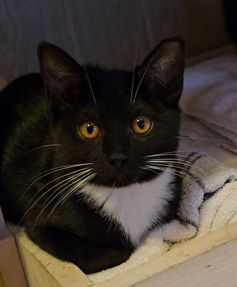 Dally, Willow Grove Area, (FCID 10/28/2025-131)