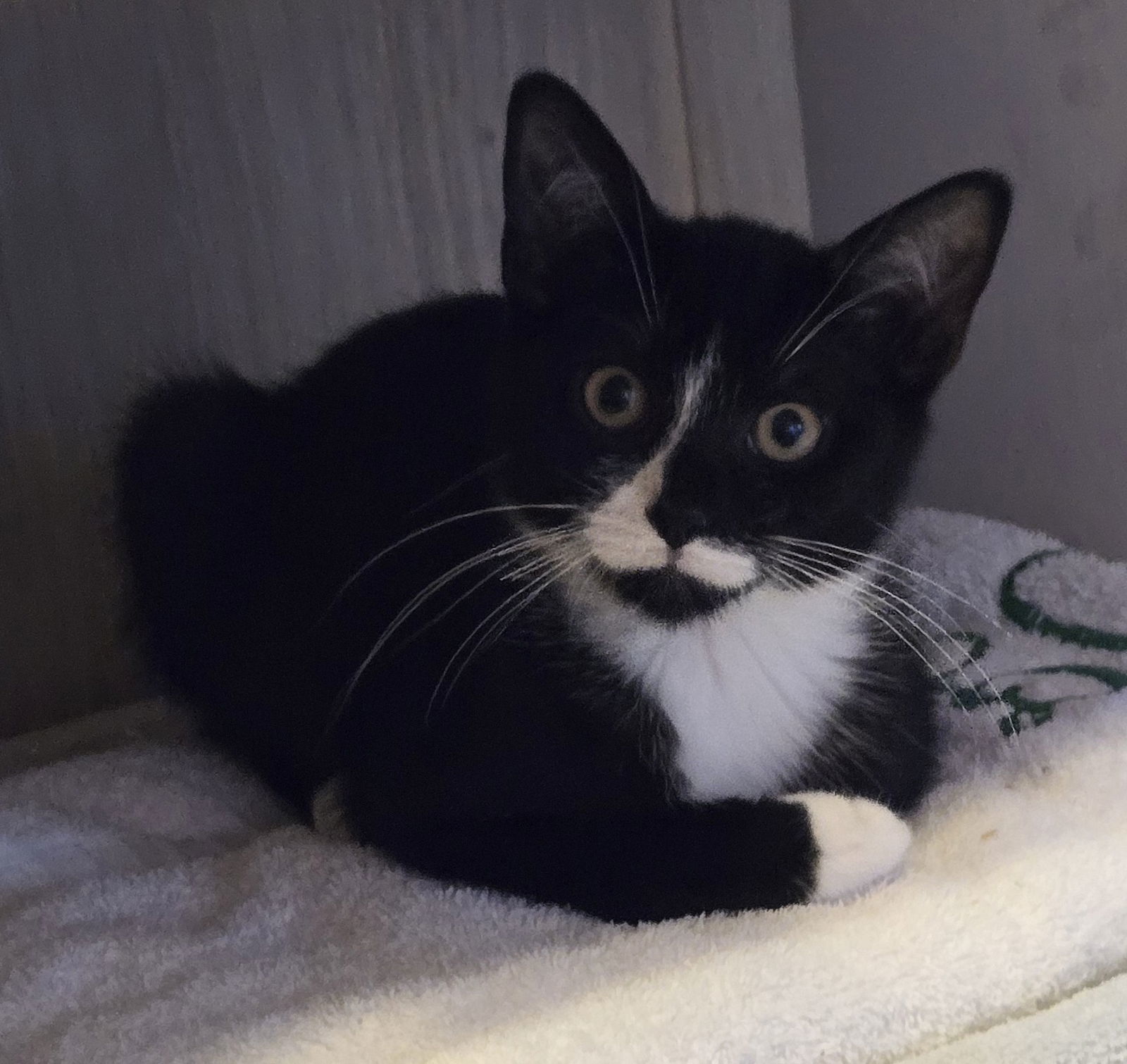 Dilly, Willow Grove Area, (FCID 10/28/2025-132)