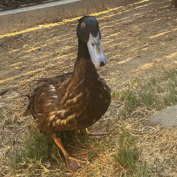 The Nutquacker