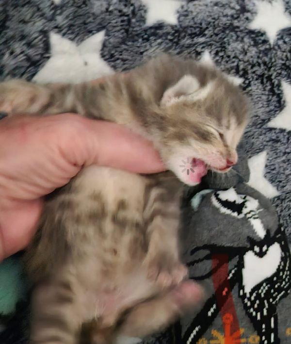 Sweet Potato thumbnail 2