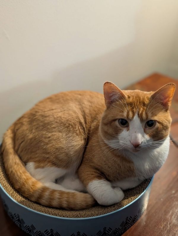 Gus Gus Goose thumbnail 3