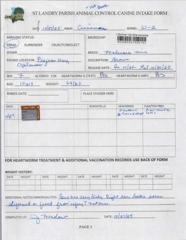 Cinnamon thumbnail 2