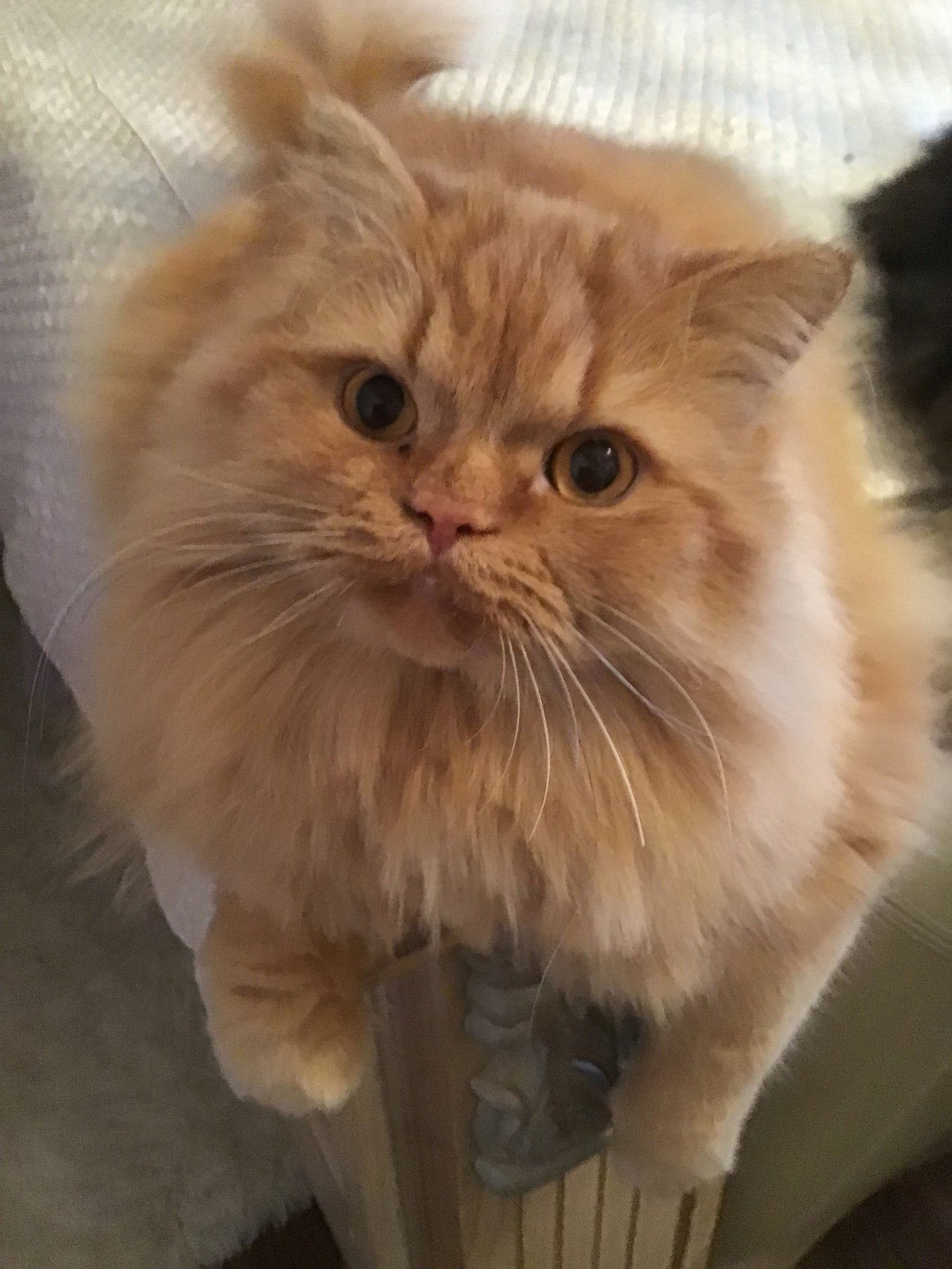 JELLY BEAN & BABY KITTY