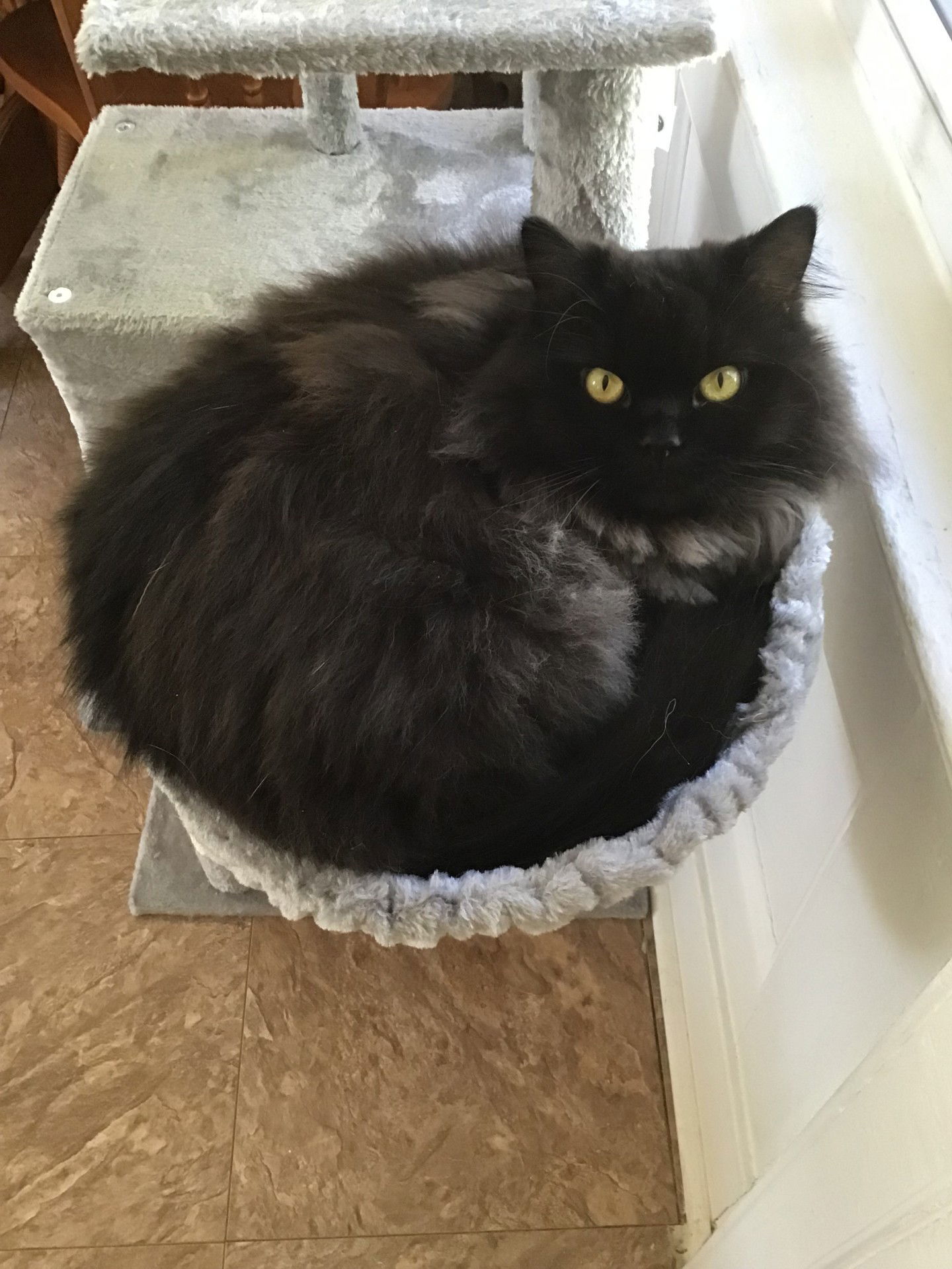 JELLY BEAN & BABY KITTY