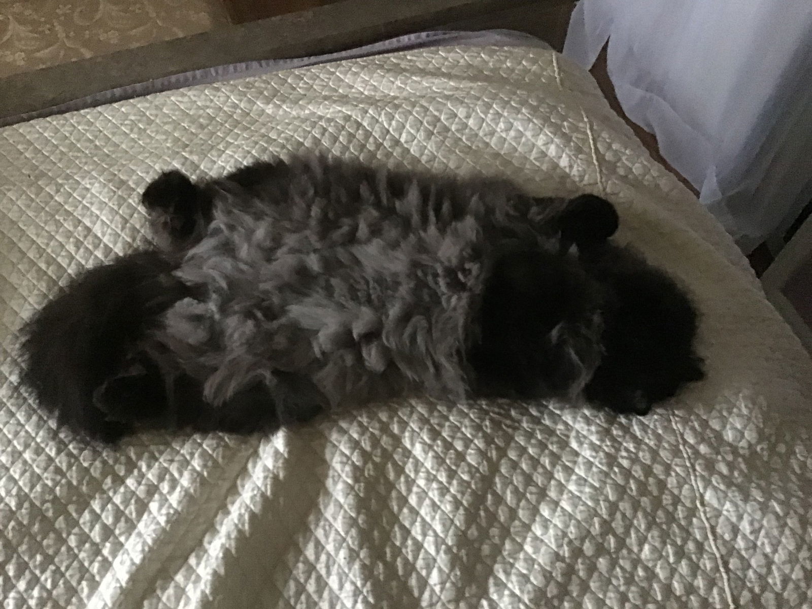 JELLY BEAN & BABY KITTY