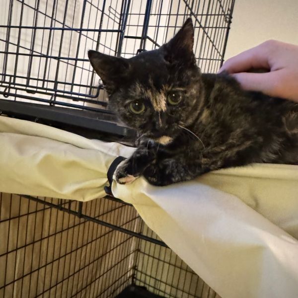 Slippers thumbnail 2