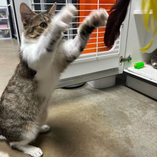 Turducken thumbnail 2