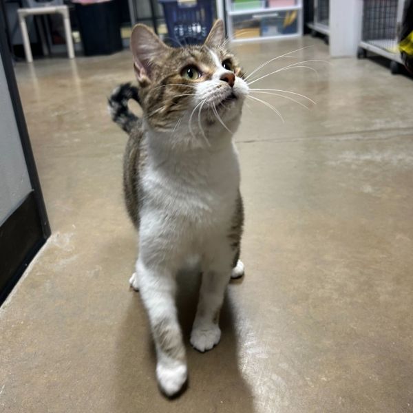 Turducken thumbnail 3