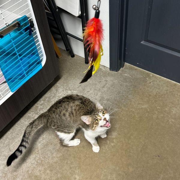 Turducken thumbnail 4