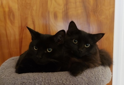 Italia (collier vert)