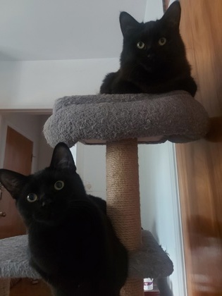 Italia (collier vert)