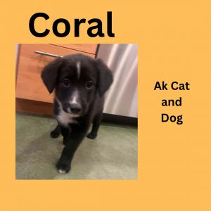 Coral (Atlanta pup 2)