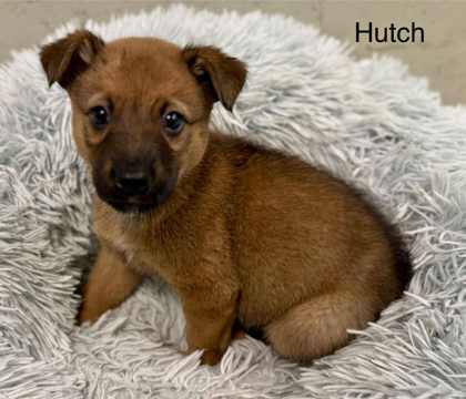 Hutch