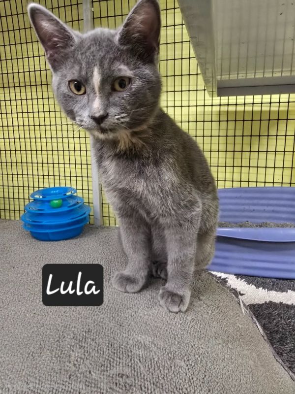 Lula