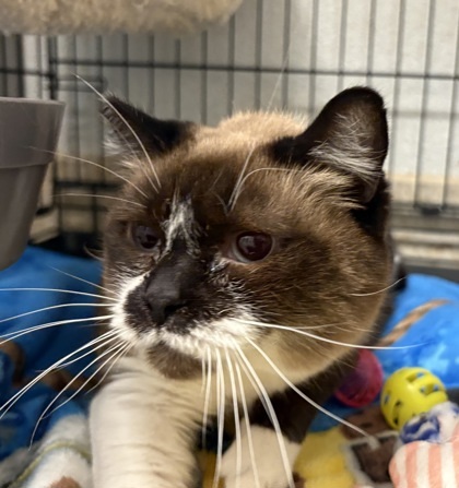 Cream Puff, an adoptable Burmese, Domestic Short Hair in Lebec, CA, 93243 | Photo Image 1