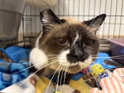 Cream Puff, an adoptable Burmese, Domestic Short Hair in Lebec, CA, 93243 | Photo Image 2