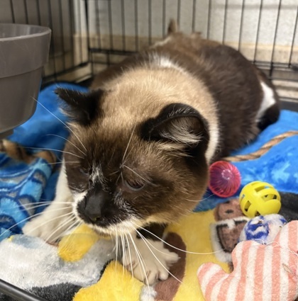 Cream Puff, an adoptable Burmese, Domestic Short Hair in Lebec, CA, 93243 | Photo Image 3