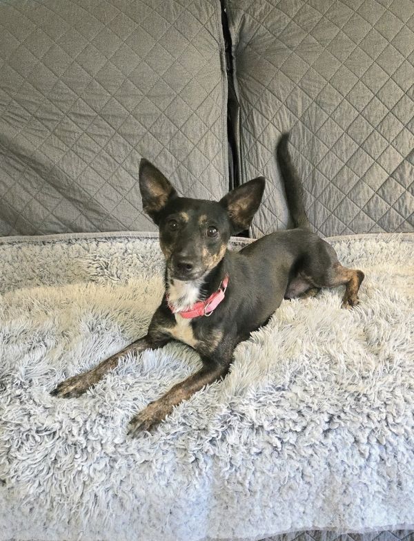 Clyde Stilts thumbnail 3