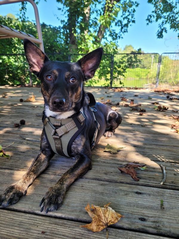 Clyde Stilts thumbnail 4