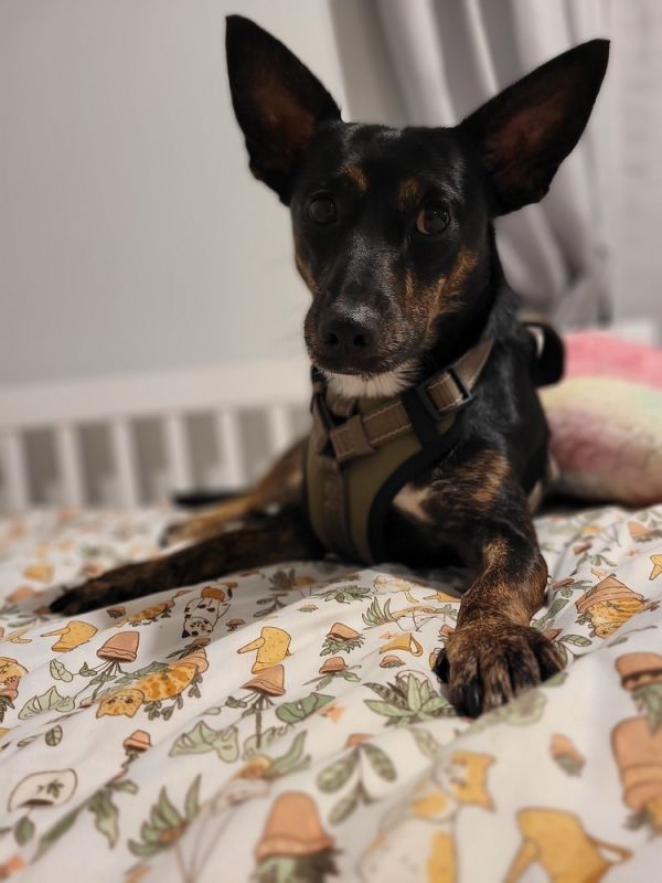 Clyde Stilts thumbnail 6