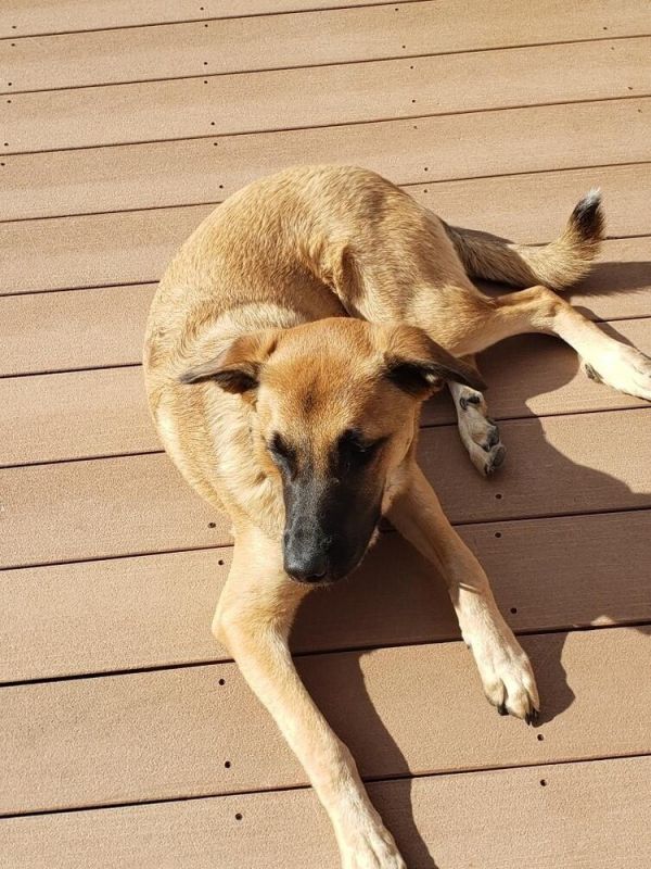 Dutchess **A courtesy post**