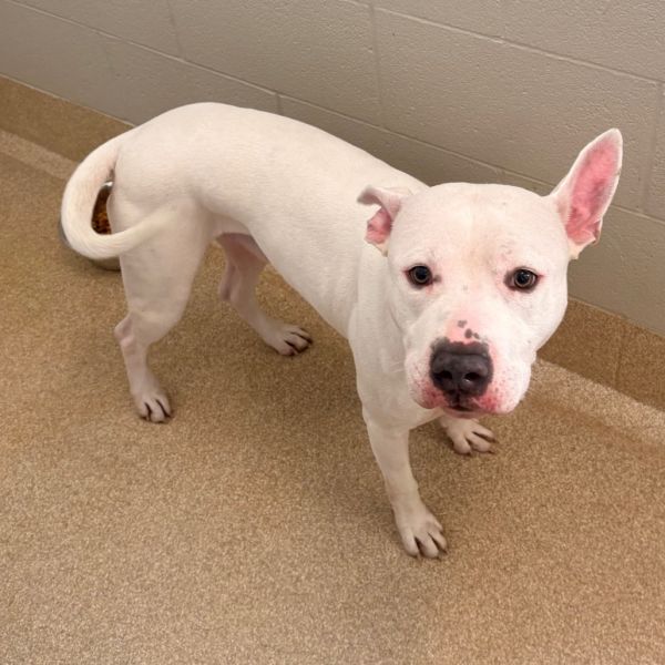 Slim Jim thumbnail 2