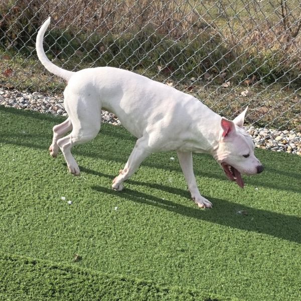 Slim Jim thumbnail 3