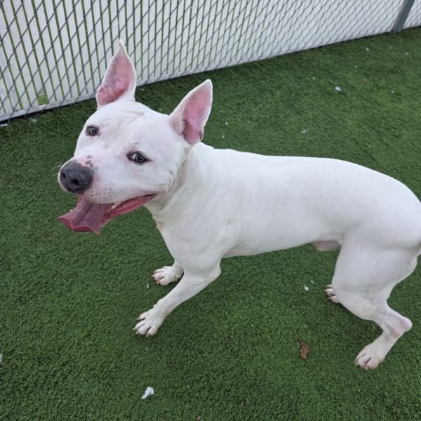 Slim Jim thumbnail 4