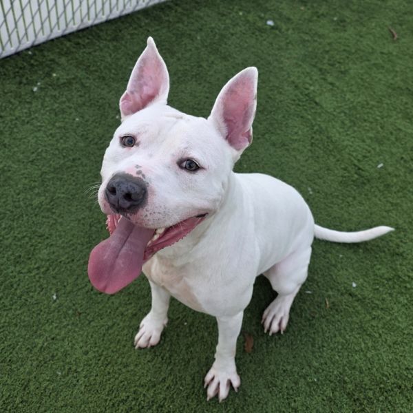 Slim Jim thumbnail 5