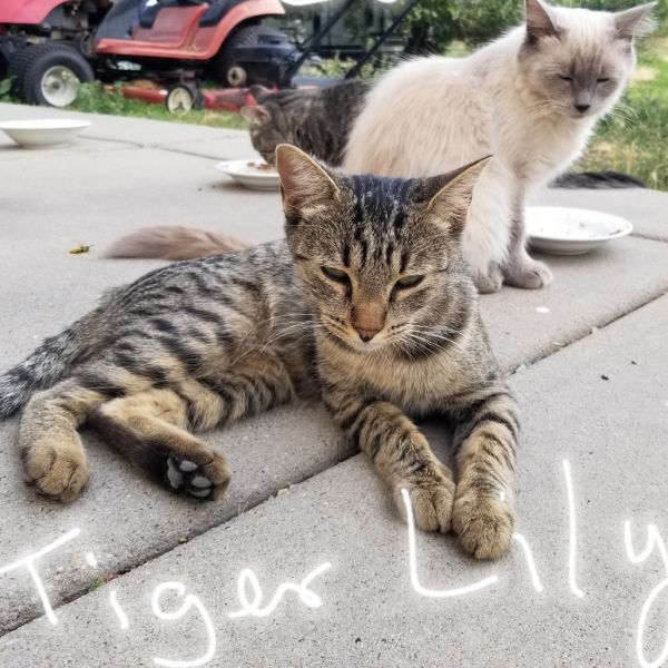 Tiger Lily thumbnail 2