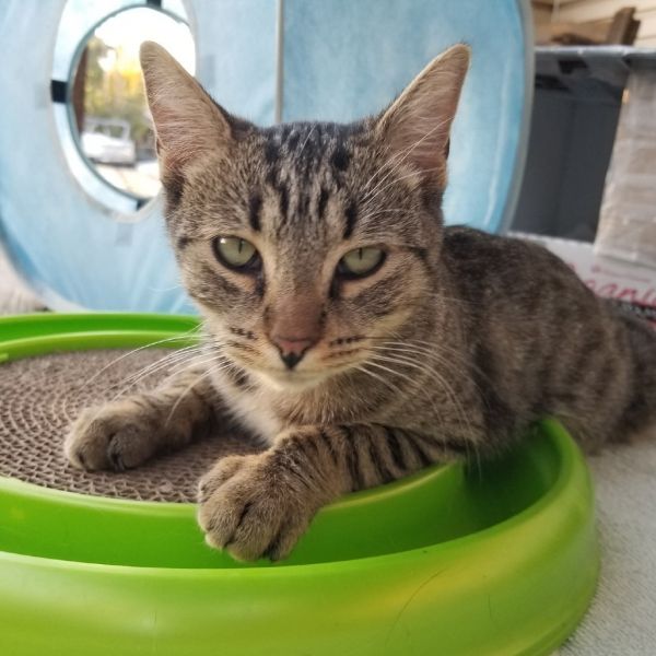 Tiger Lily thumbnail 3