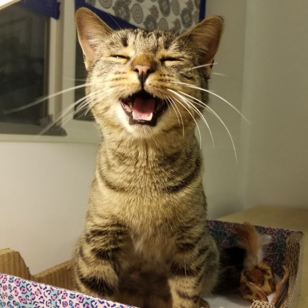 Tiger Lily thumbnail 4