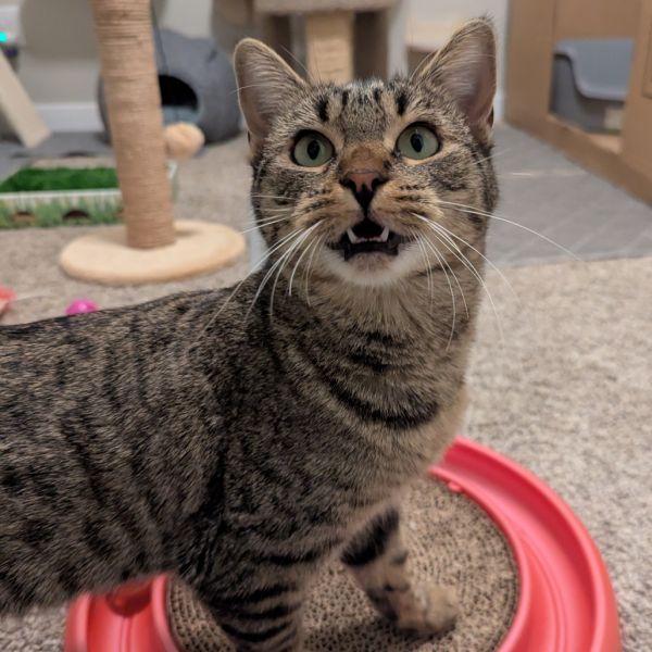 Tiger Lily thumbnail 5