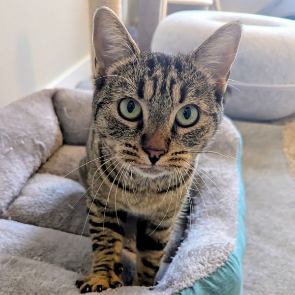 Tiger Lily thumbnail 6