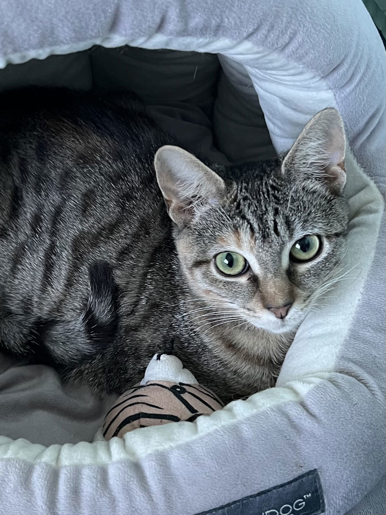 Tigress (FCID#08/27/25-49)