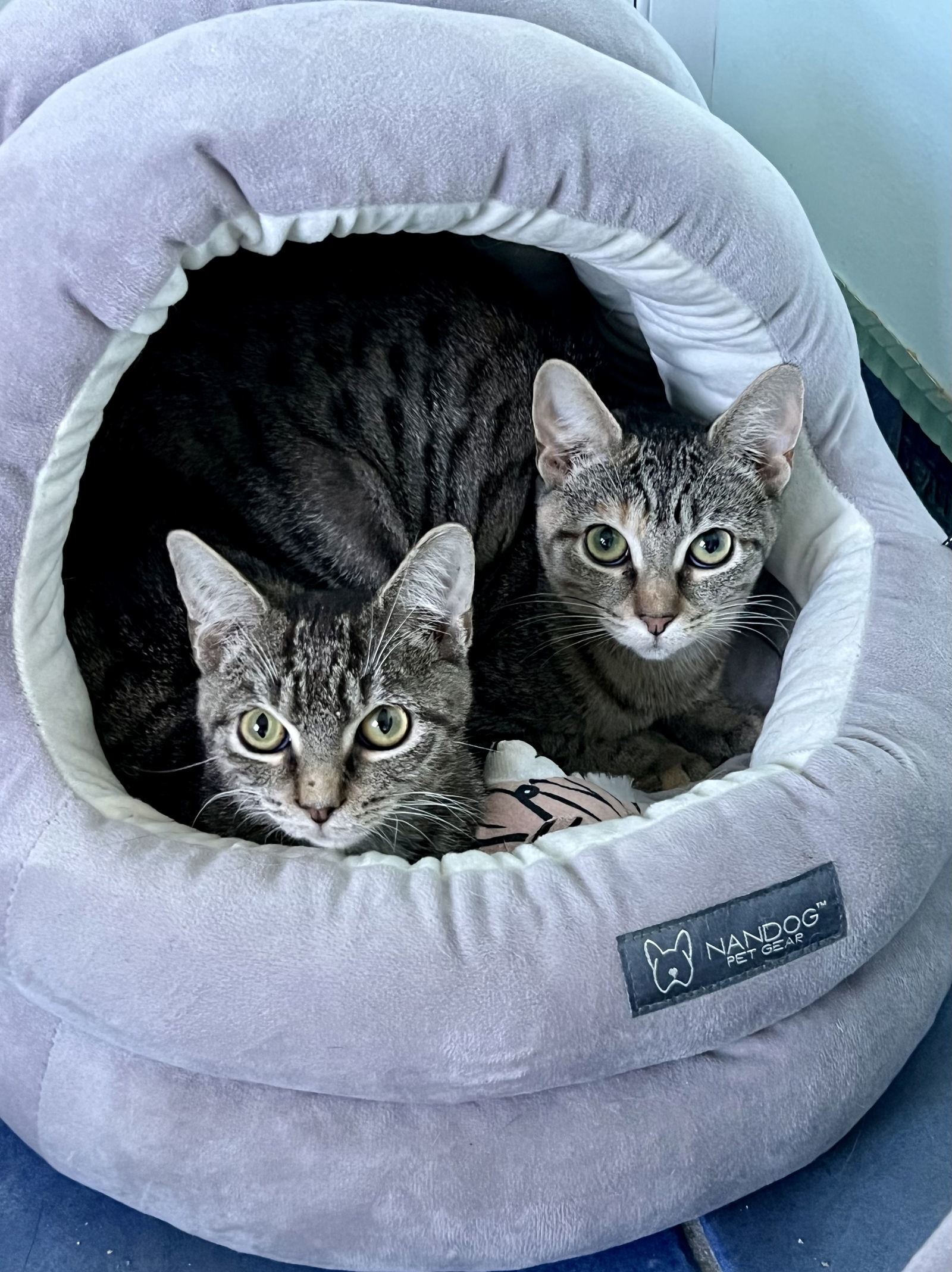 Tigress (FCID#08/27/25-49)