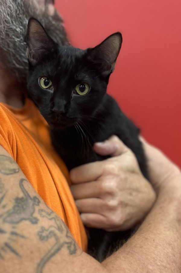 Woodchuck thumbnail 3