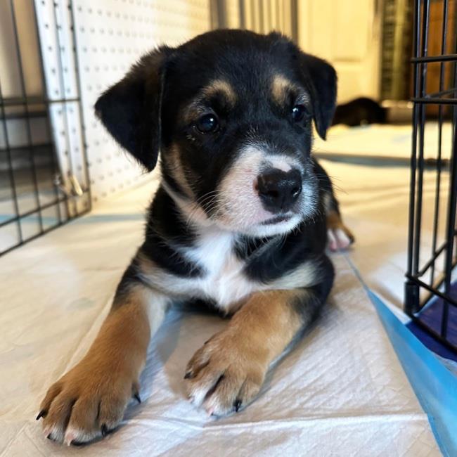 Bessie Pup - Hereford