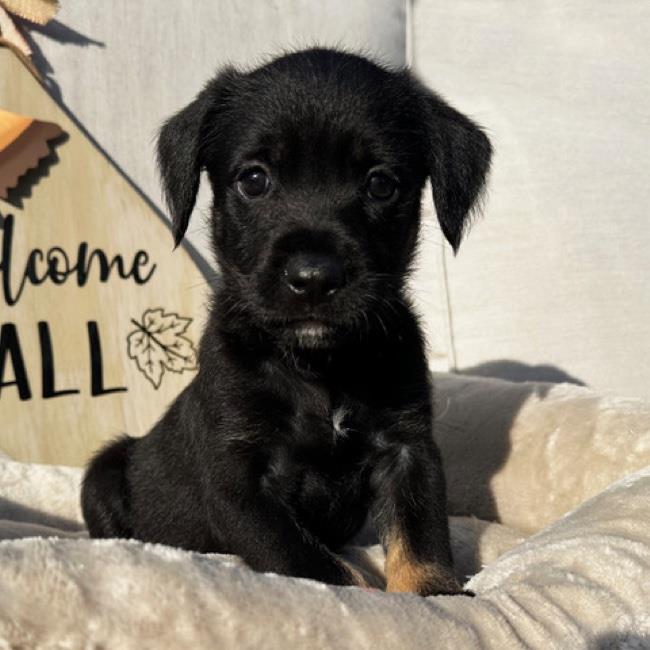 Bessie Pup - Brangus